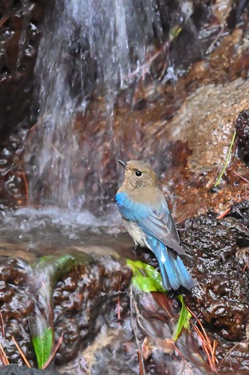 Blue-and-white Flycatcher 西湖野鳥の森公園 Sat, 9/3/2022