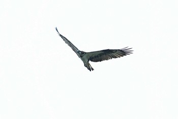 Osprey Aobayama Park Sat, 9/3/2022