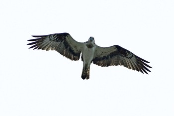 Osprey Aobayama Park Sat, 9/3/2022