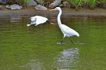 ダイサギ 青葉山公園 2022年9月3日(土)