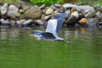 アオサギ 青葉山公園 2022年9月3日(土)