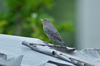 Blue Rock Thrush Aobayama Park Sat, 9/3/2022