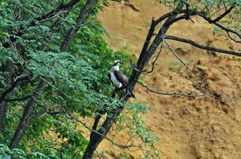 ミサゴ 青葉山公園 2022年9月3日(土)