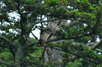 ミサゴ 青葉山公園 2022年9月3日(土)