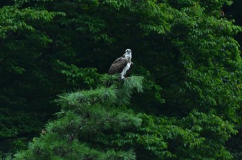 ミサゴ 青葉山公園 2022年9月3日(土)