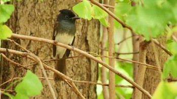 2022年9月3日(土) 大阪城公園の野鳥観察記録