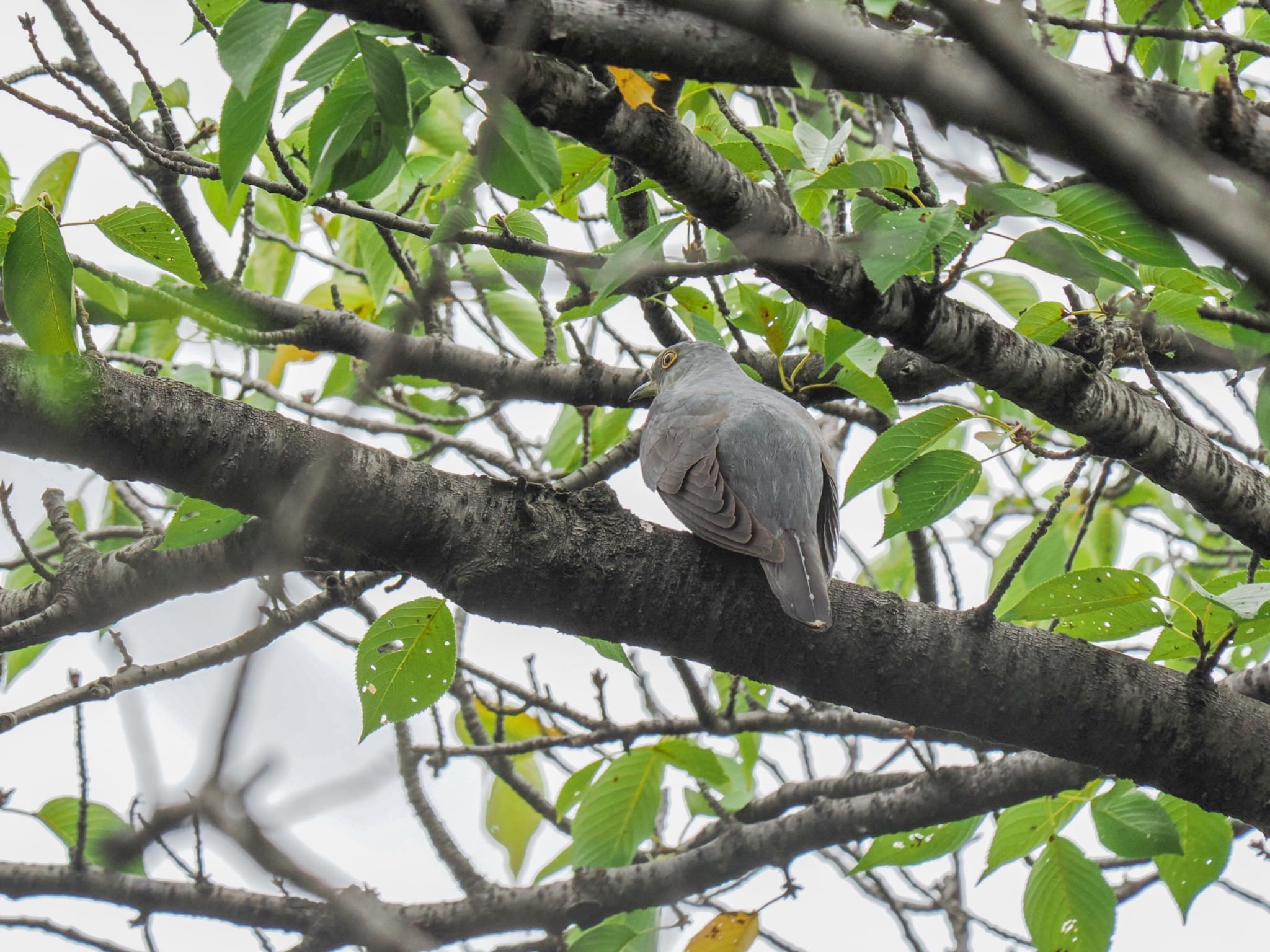 Oriental Cuckoo