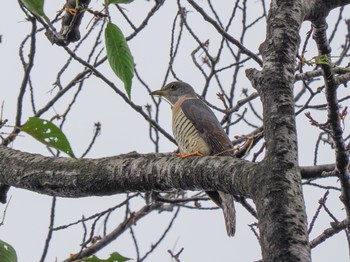 Sat, 9/3/2022 Birding report at 桜草公園