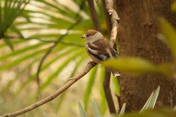 シメ 三ツ池公園(横浜市鶴見区) 2018年1月30日(火)