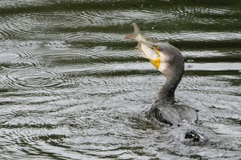 2022年9月3日(土) 恩田川(鶴見川合流点付近)の野鳥観察記録