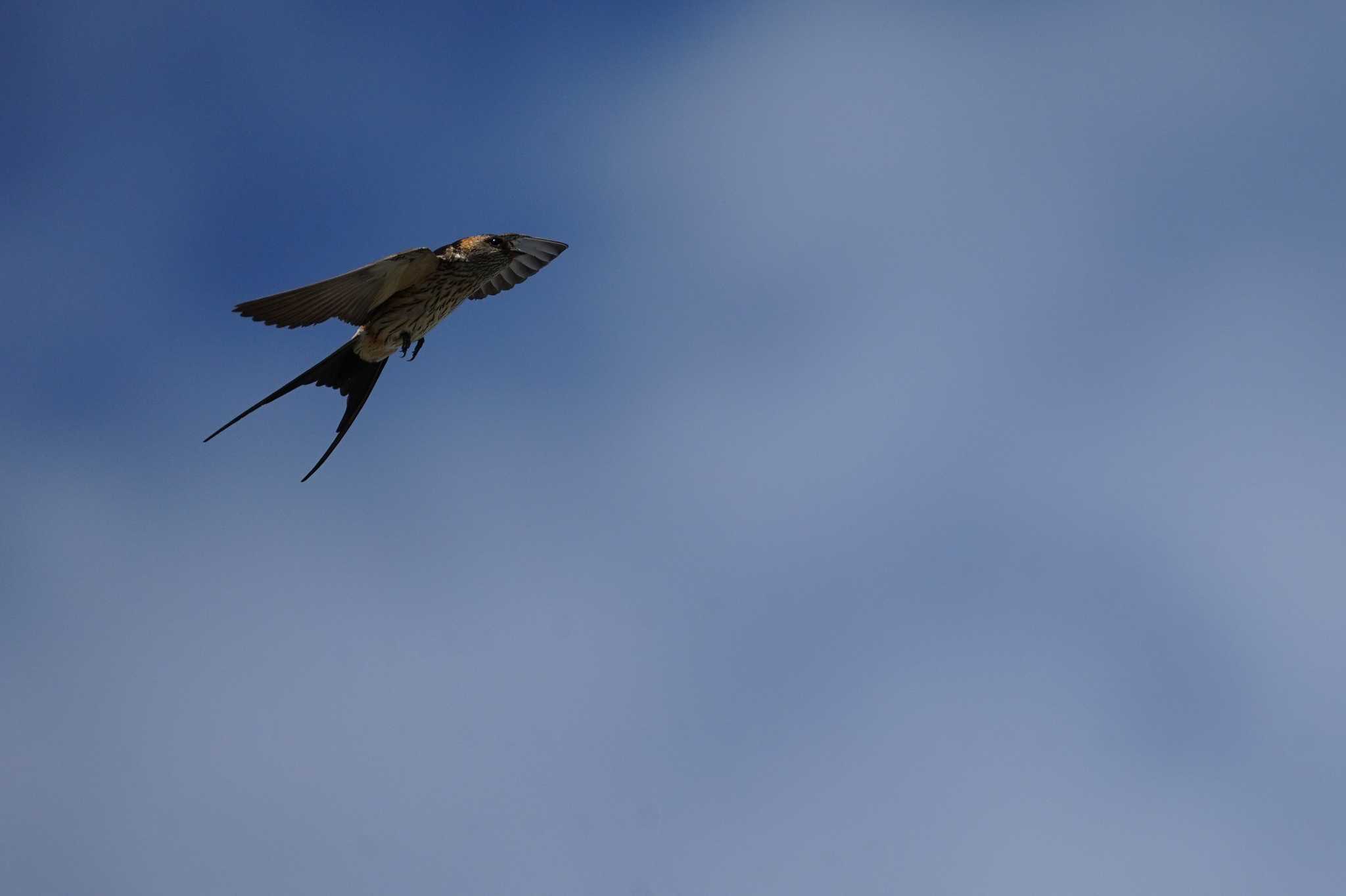 Red-rumped Swallow