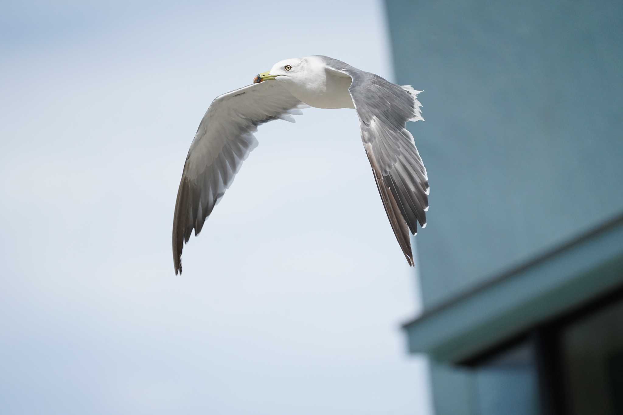 Photo of Black-tailed Gull at 御津漁港 by ひらも