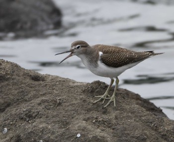 イソシギ 東京港野鳥公園 2022年9月3日(土)