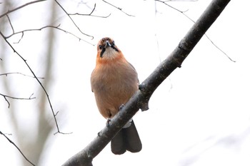 Eurasian Jay(brandtii) 青葉公園(千歳市) Fri, 12/1/2017