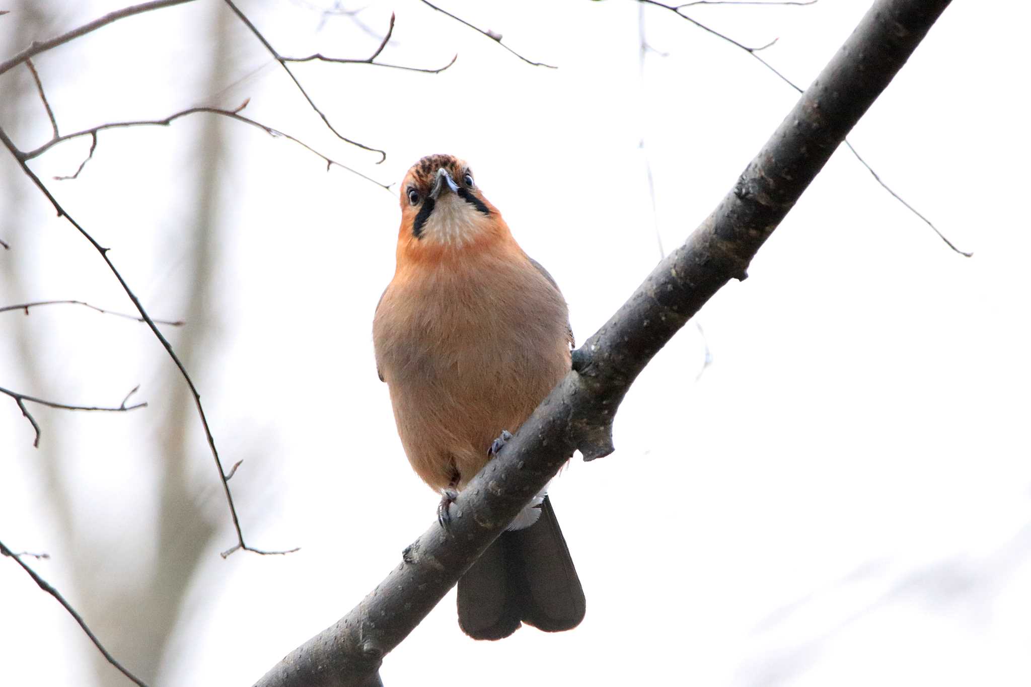 Eurasian Jay(brandtii)