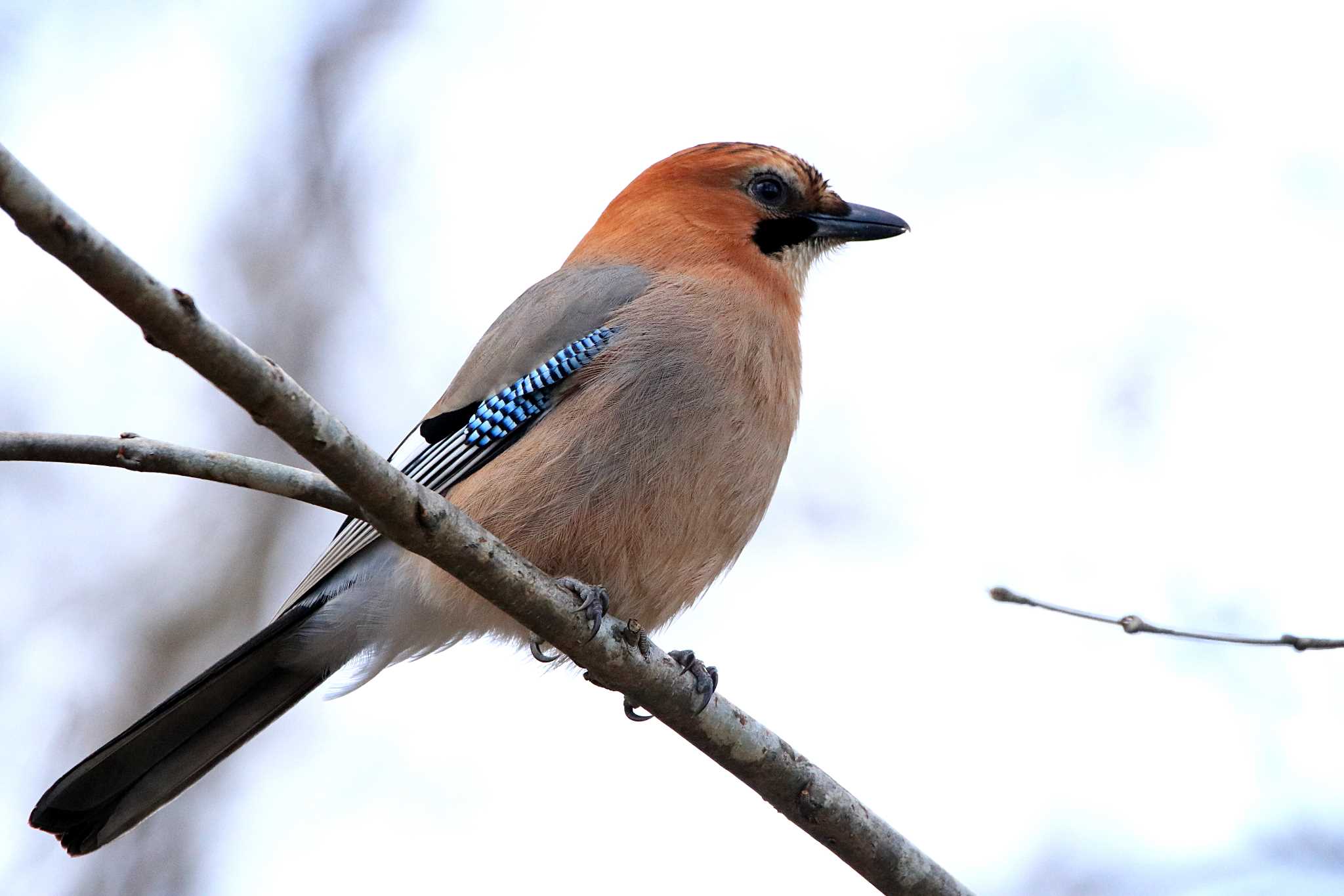 Eurasian Jay(brandtii)