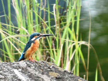 2022年9月4日(日) 江津湖の野鳥観察記録