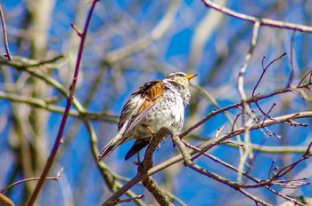 Wed, 1/31/2018 Birding report at 宍塚大池