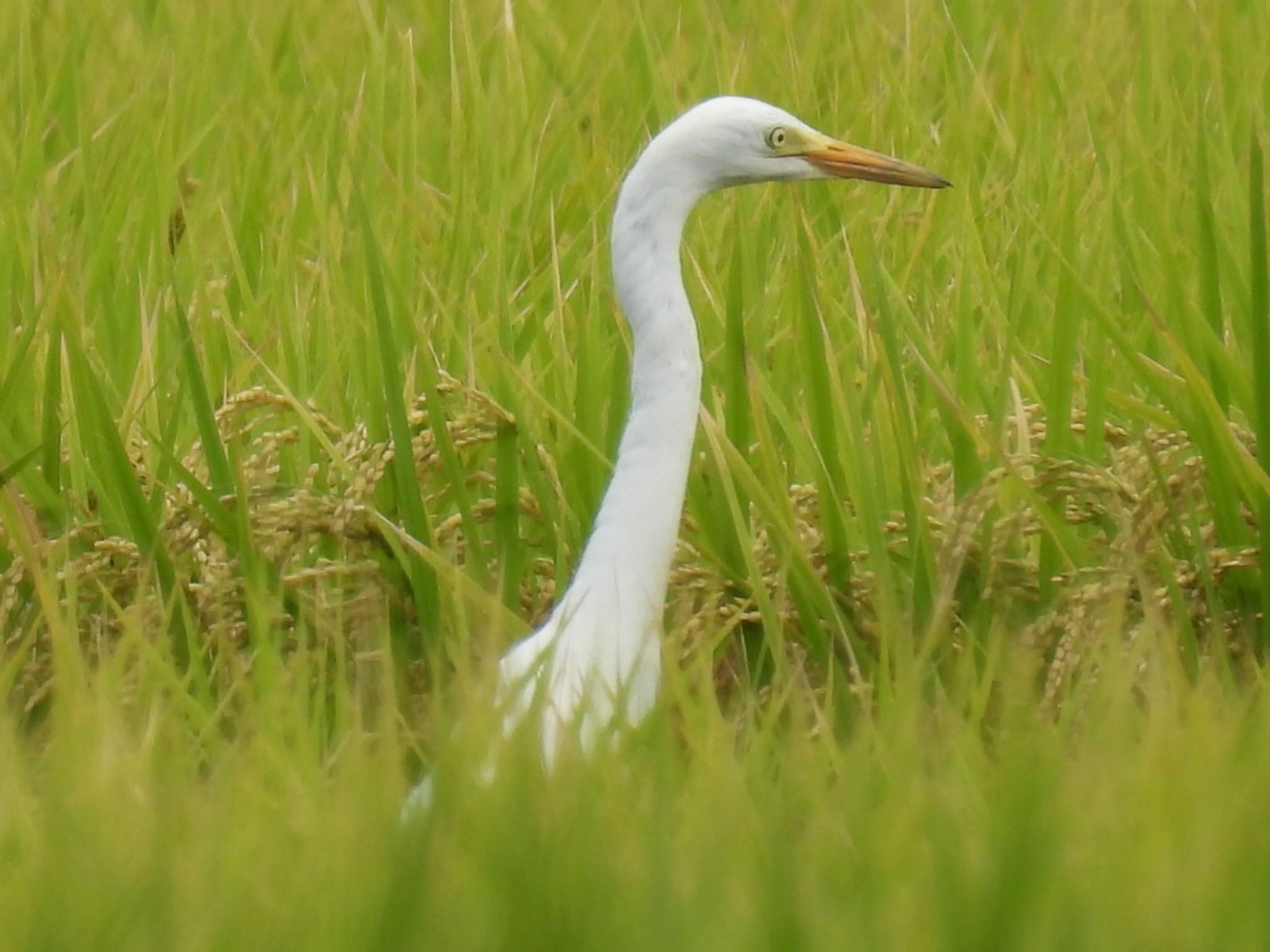 チュウサギ