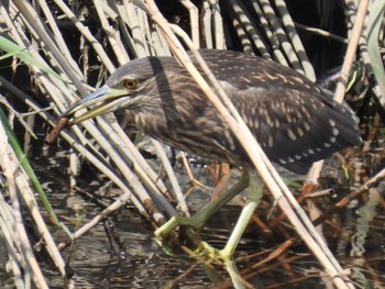 2022年9月4日(日) 埼玉県川口市の野鳥観察記録