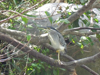 Striated Heron 定光寺駅周辺 Sun, 9/4/2022