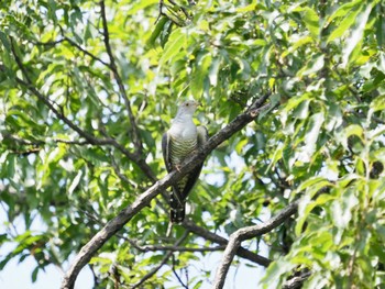 Oriental Cuckoo さくら草公園 Sun, 9/4/2022