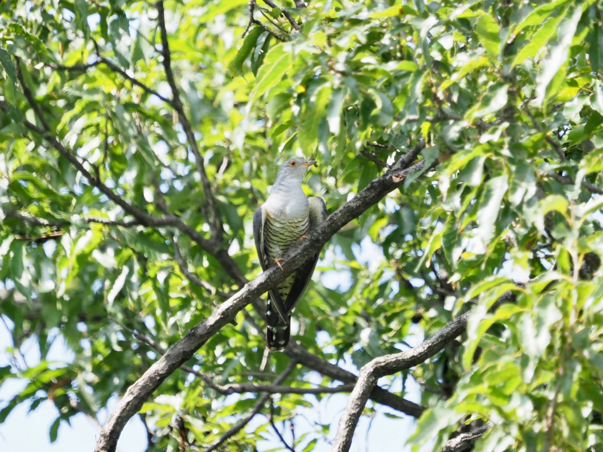 Photo of Oriental Cuckoo at さくら草公園 by shu118