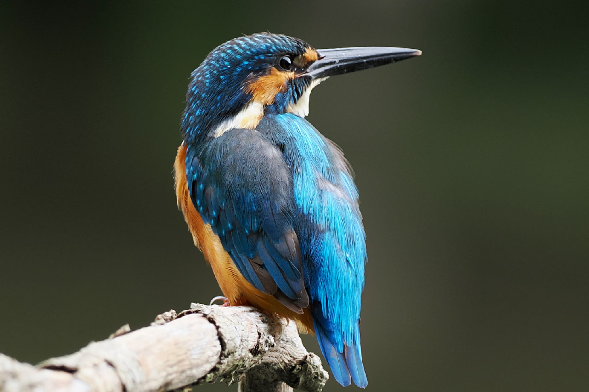 Common Kingfisher