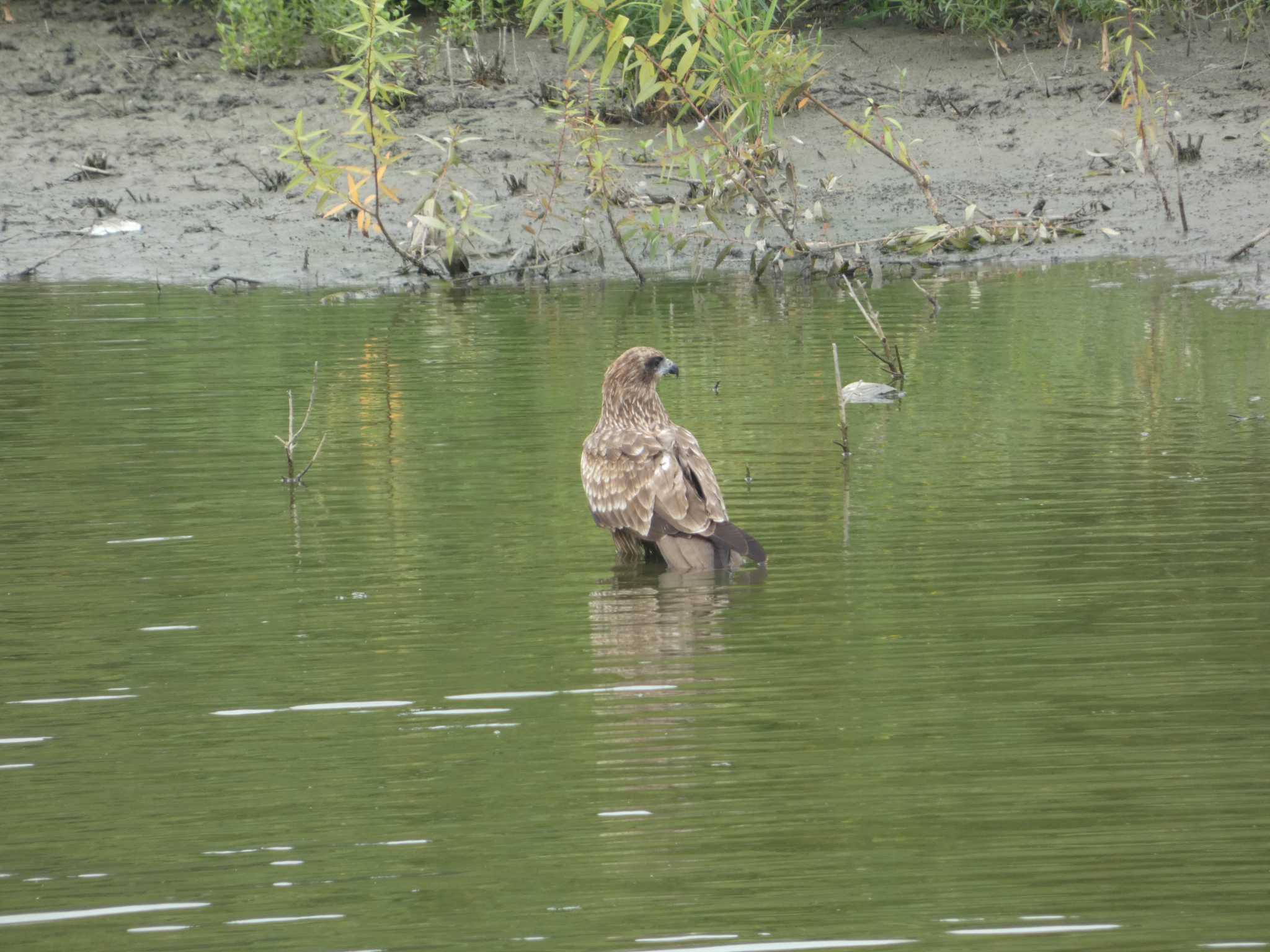 東京港野鳥公園 オオタカの写真 by かせん