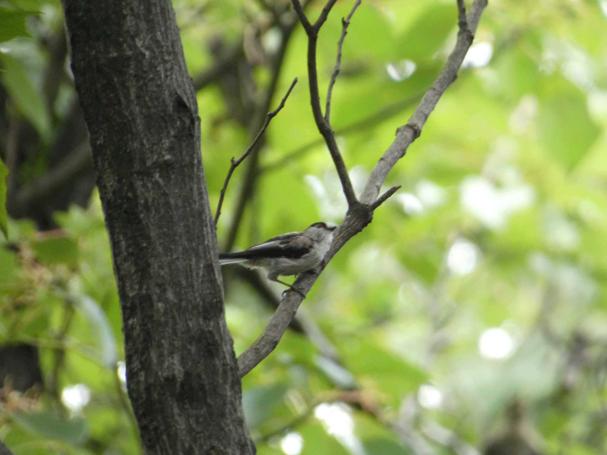 東京港野鳥公園 エナガの写真 by かせん