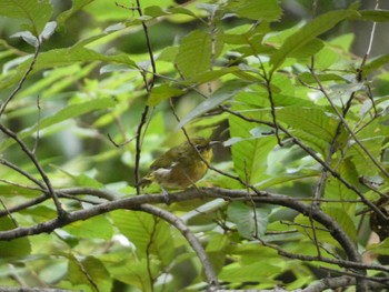 メジロ 東京港野鳥公園 2022年8月26日(金)