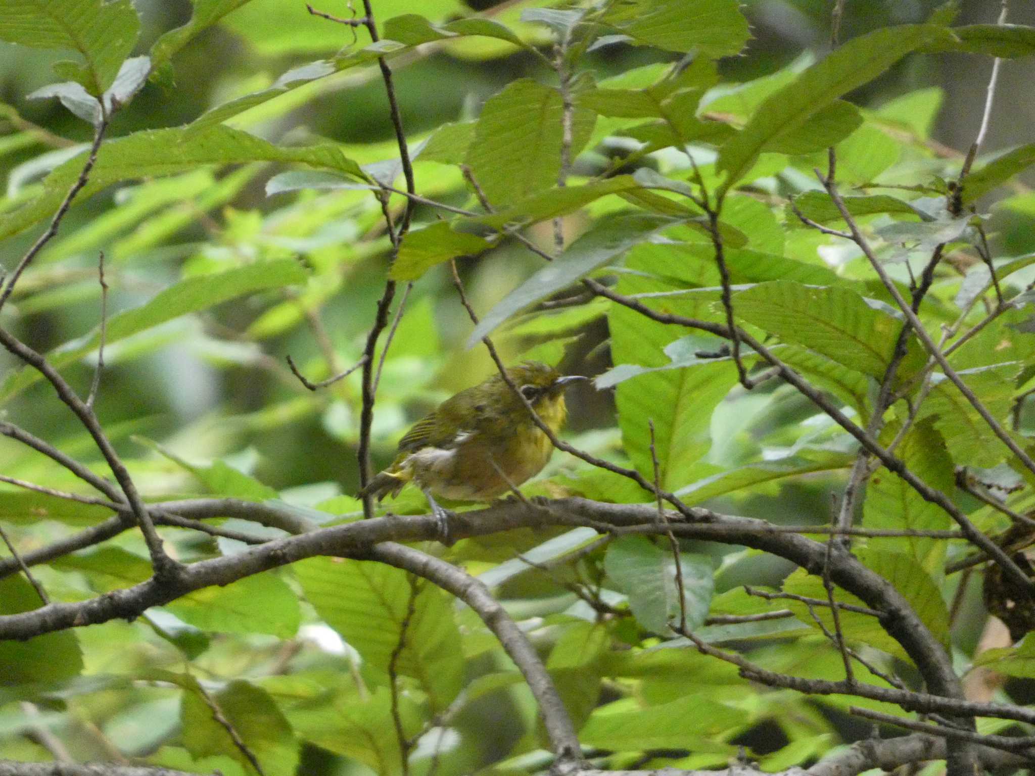 東京港野鳥公園 メジロの写真 by かせん