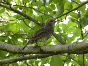 ヒヨドリ 東京港野鳥公園 2022年8月26日(金)