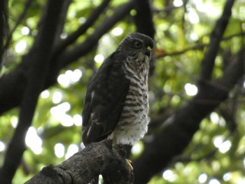 オオタカ 東京港野鳥公園 2022年8月26日(金)