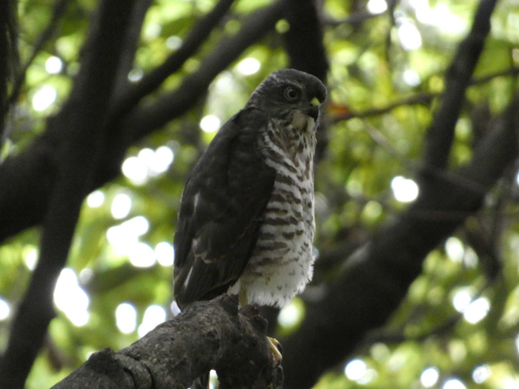 東京港野鳥公園 オオタカの写真 by かせん