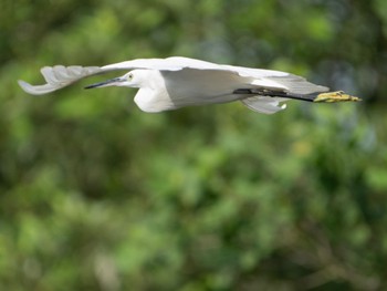 Little Egret Sungei Buloh Wetland Reserve Sun, 9/4/2022