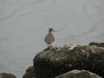 イソシギ 東京港野鳥公園 2022年8月26日(金)