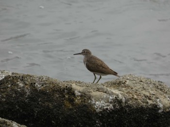 イソシギ 東京港野鳥公園 2022年8月26日(金)