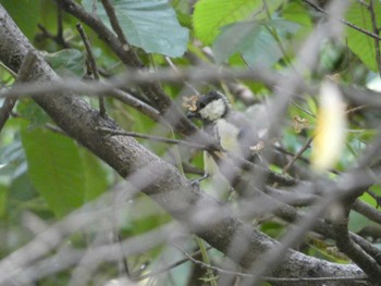 シジュウカラ 東京港野鳥公園 2022年8月26日(金)