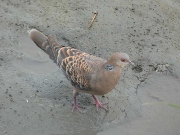 キジバト 東京港野鳥公園 2022年8月26日(金)