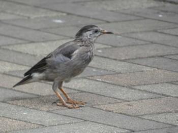 ムクドリ 東京港野鳥公園 2022年8月26日(金)