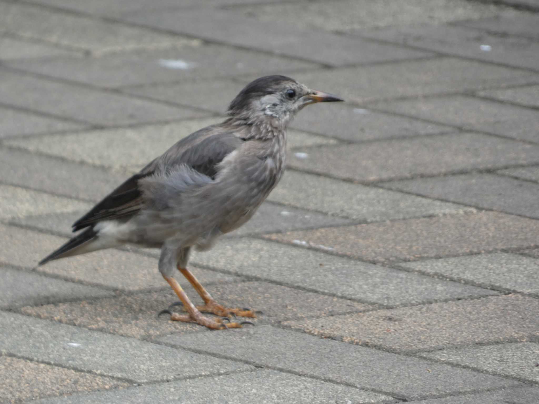 東京港野鳥公園 ムクドリの写真 by かせん