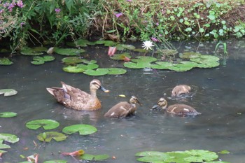 2022年9月4日(日) 都立浮間公園の野鳥観察記録