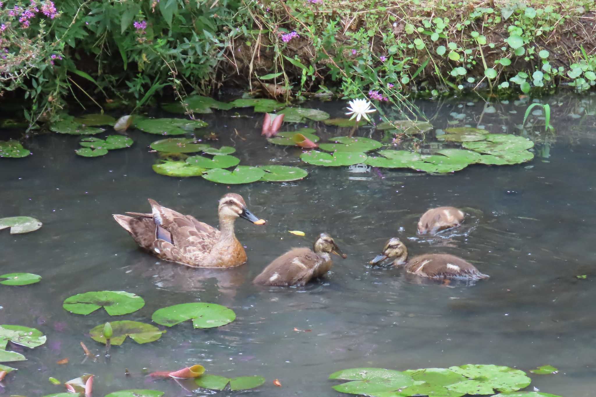 Eastern Spot-billed Duck