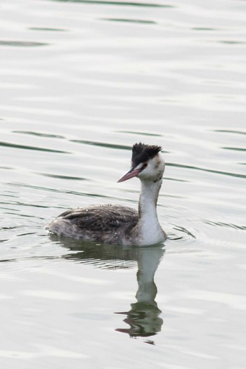 Great Crested Grebe 奈良　馬見丘陵公園 Sun, 1/28/2018