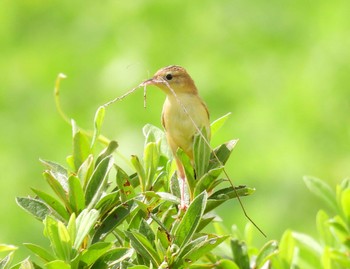 Zitting Cisticola 狭山湖堤防 Sun, 9/4/2022