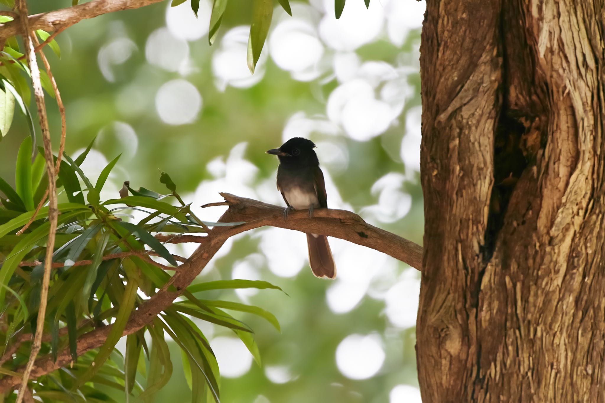 Photo of Black Paradise Flycatcher at Osaka castle park by 明石のおやじ