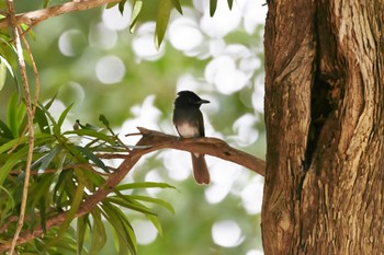 Black Paradise Flycatcher Osaka castle park Sun, 9/4/2022