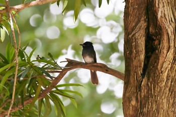 サンコウチョウ 大阪城公園 2022年9月4日(日)