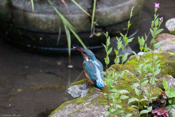 2022年9月4日(日) 丸子川の野鳥観察記録